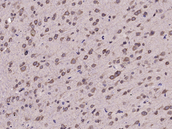 Phospho-EIF2S1 (Ser51) Rabbit Polyclonal Antibody