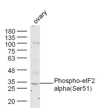 Phospho-EIF2S1 (Ser51) Rabbit Polyclonal Antibody