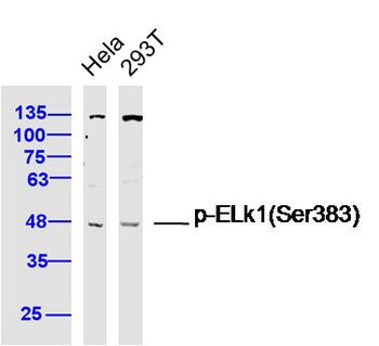 Phospho-ELk1 (Ser383) Rabbit Polyclonal Antibody