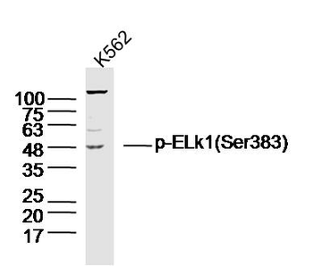 Phospho-ELk1 (Ser383) Rabbit Polyclonal Antibody