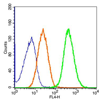 Engrailed 1 Rabbit Polyclonal Antibody