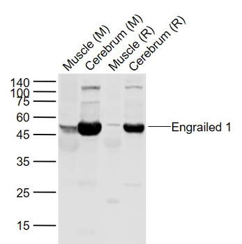 Engrailed 1 Rabbit Polyclonal Antibody