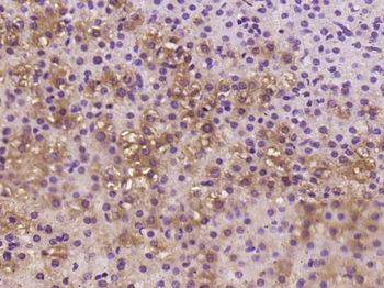 Phospho-eNOS (Ser117) Rabbit Polyclonal Antibody