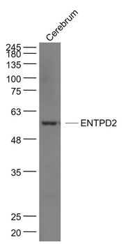 ENTPD2 Rabbit Polyclonal Antibody