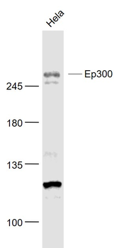 EP300 Rabbit Polyclonal Antibody