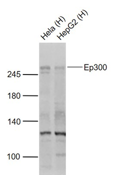 EP300 Rabbit Polyclonal Antibody