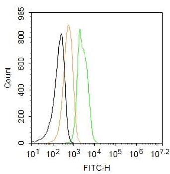 GLUT1 Rabbit Polyclonal Antibody (FITC)