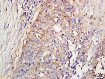 Factor D Rabbit Polyclonal Antibody