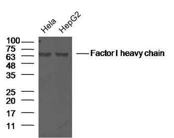 Factor I heavy chain Rabbit Polyclonal Antibody