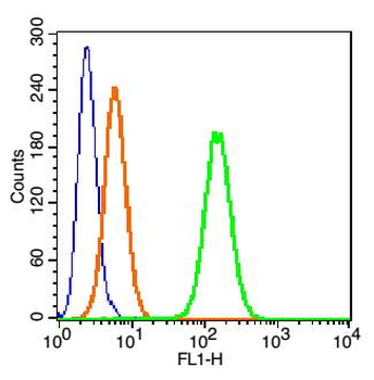 Phospho-FANCD2 (Ser1404) Rabbit Polyclonal Antibody