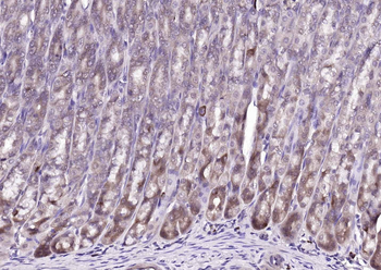 FBXO2 Rabbit Polyclonal Antibody