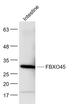 FBXO45 Rabbit Polyclonal Antibody