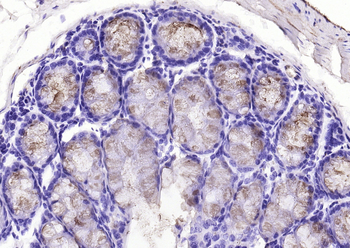 FCGBP Rabbit Polyclonal Antibody