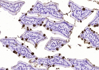 FCGBP Rabbit Polyclonal Antibody