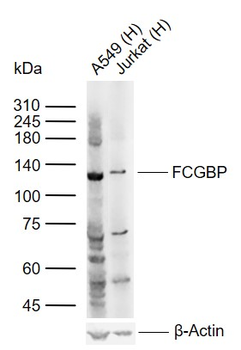 FCGBP Rabbit Polyclonal Antibody