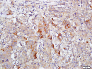 FCGBP Rabbit Polyclonal Antibody