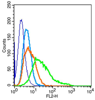 FCGRT Rabbit Polyclonal Antibody