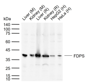 FDPS Rabbit Polyclonal Antibody