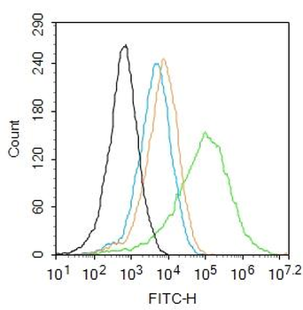 Ferredoxin Reductase Rabbit Polyclonal Antibody