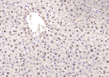 FGGY Rabbit Polyclonal Antibody