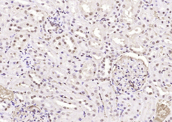 FGGY Rabbit Polyclonal Antibody