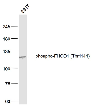 Phospho-FHOD1 (Thr1141) Rabbit Polyclonal Antibody