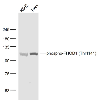 Phospho-FHOD1 (Thr1141) Rabbit Polyclonal Antibody