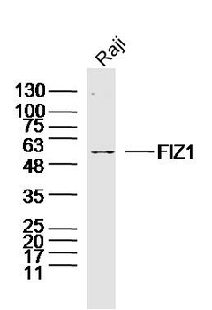FIZ1 Rabbit Polyclonal Antibody