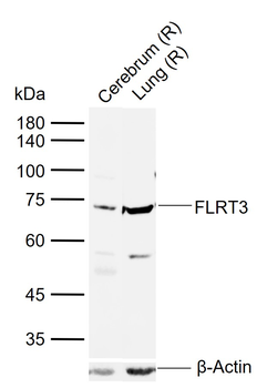 FLRT3 Rabbit Polyclonal Antibody