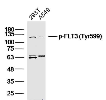 Phospho-FLT3 (Tyr599) Rabbit Polyclonal Antibody