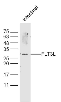 FLT3L Rabbit Polyclonal Antibody