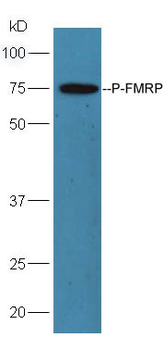 Phospho-FMRP (Ser500) Rabbit Polyclonal Antibody