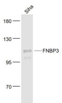 FNBP3 Rabbit Polyclonal Antibody