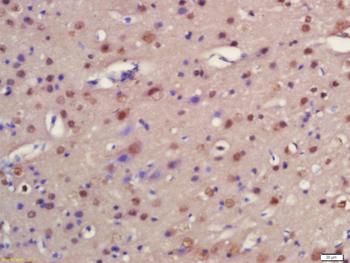 FNIP1 Rabbit Polyclonal Antibody