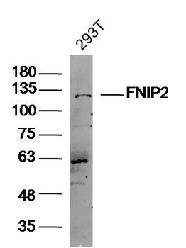 FNIP2 Rabbit Polyclonal Antibody