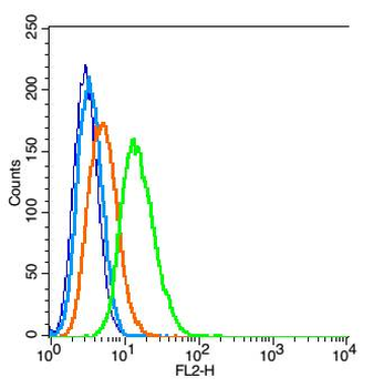 Phospho-Fos B (Ser27) Rabbit Polyclonal Antibody