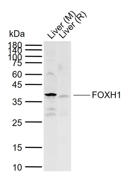 FOXH1 Rabbit Polyclonal Antibody