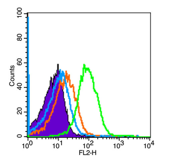 FOXP3 Rabbit Polyclonal Antibody