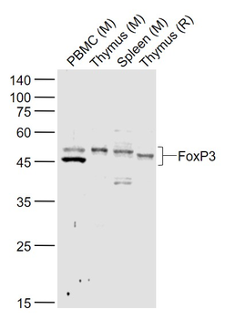 FOXP3 Rabbit Polyclonal Antibody