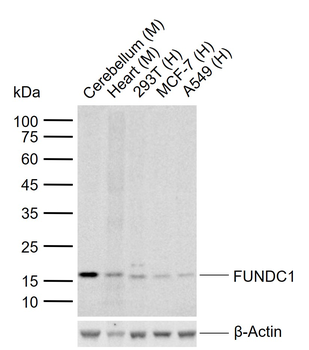 FUNDC1 Rabbit Polyclonal Antibody