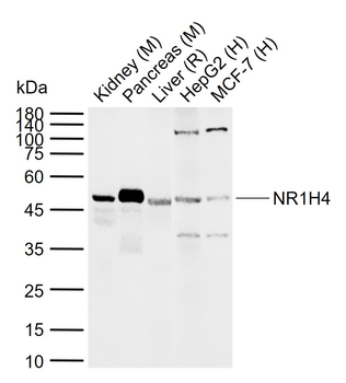 NR1H4 Rabbit Polyclonal Antibody