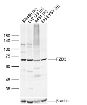 FZD3 Rabbit Polyclonal Antibody