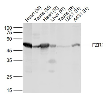 FZR1 Rabbit Polyclonal Antibody