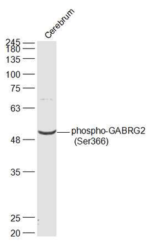 Phospho-GABRG2 (Ser366) Rabbit Polyclonal Antibody