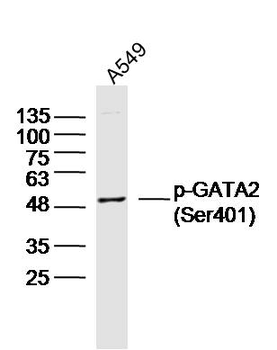 Phospho-GATA2 (Ser401) Rabbit Polyclonal Antibody