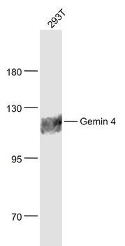 Gemin 4 Rabbit Polyclonal Antibody