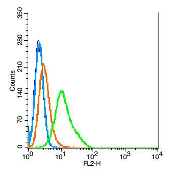 Giantin Rabbit Polyclonal Antibody