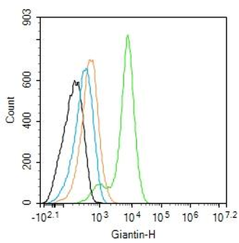 Giantin Rabbit Polyclonal Antibody