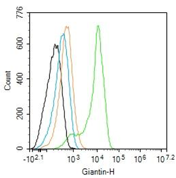 Giantin Rabbit Polyclonal Antibody