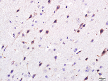 Giantin Rabbit Polyclonal Antibody